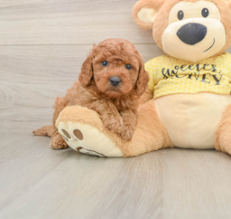 6 week old Cavapoo Puppy For Sale - Lone Star Pups