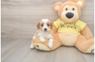 Cavapoo Pup Being Cute