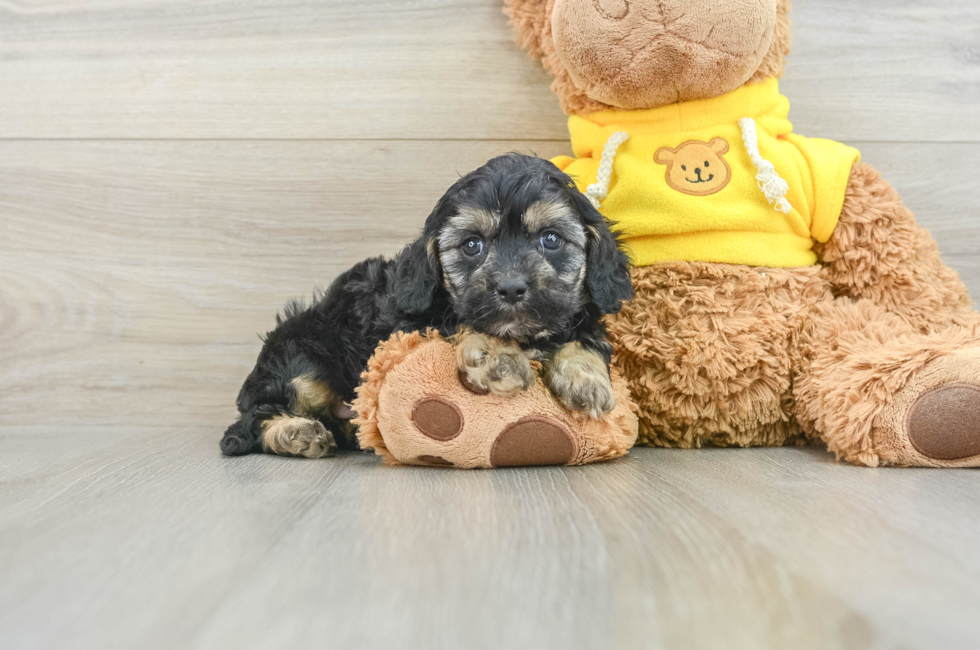 8 week old Cavapoo Puppy For Sale - Lone Star Pups