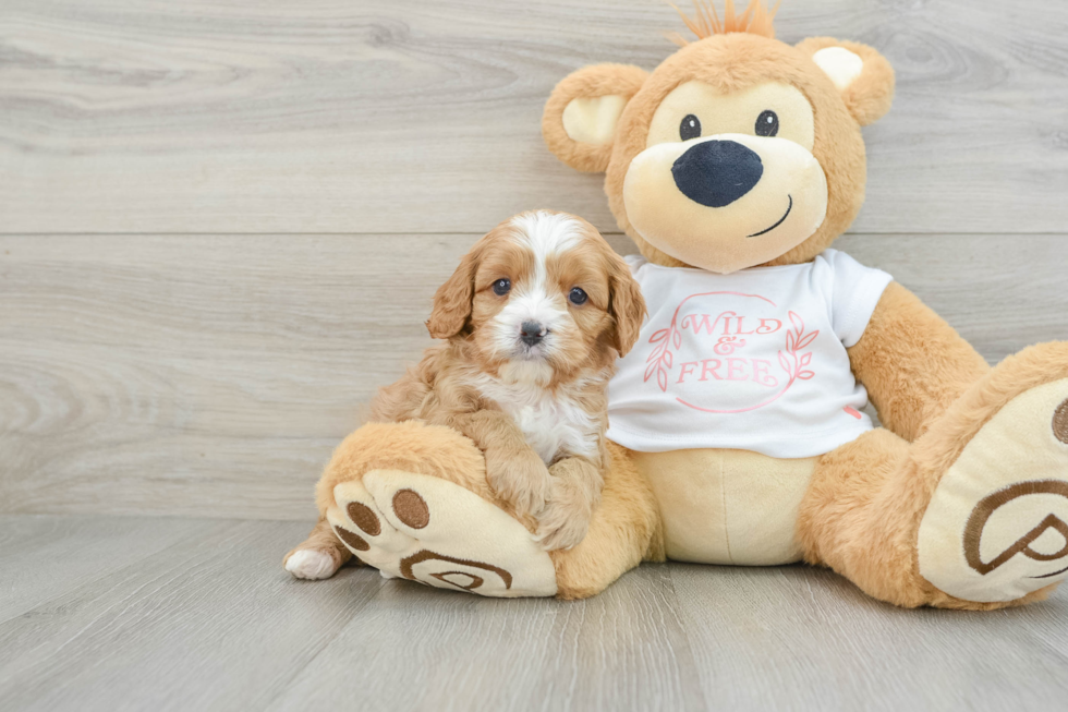 Cavapoo Pup Being Cute