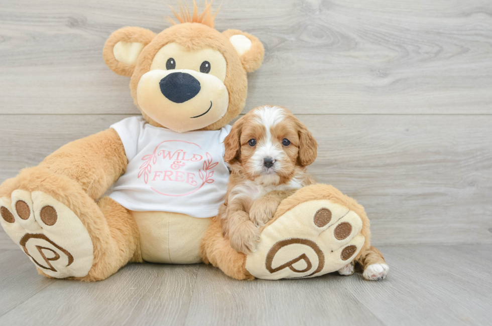 6 week old Cavapoo Puppy For Sale - Lone Star Pups