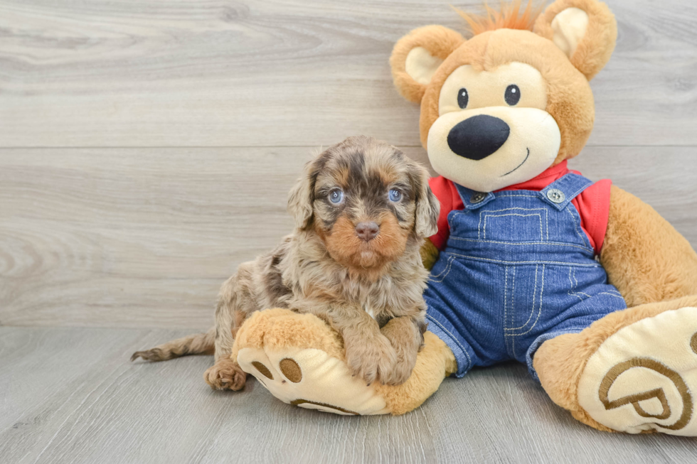 Cavapoo Pup Being Cute