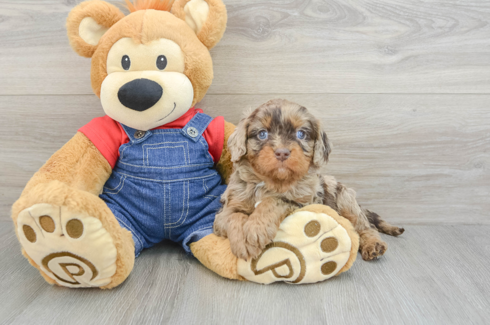 5 week old Cavapoo Puppy For Sale - Lone Star Pups