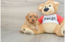 Cavapoo Puppy for Adoption