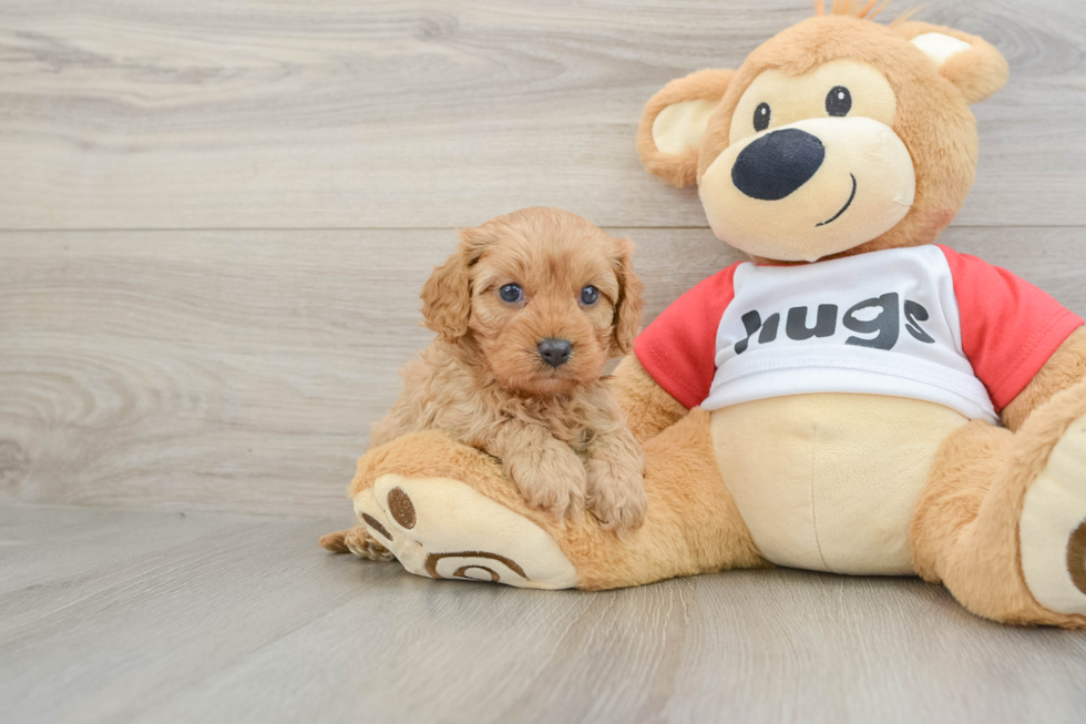 Cavapoo Puppy for Adoption