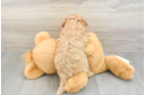 Cavapoo Pup Being Cute