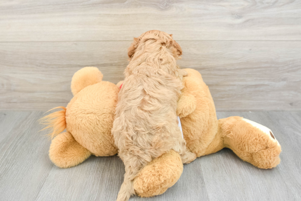 Cavapoo Pup Being Cute