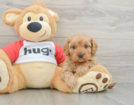 8 week old Cavapoo Puppy For Sale - Lone Star Pups