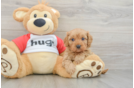 Energetic Cavoodle Poodle Mix Puppy