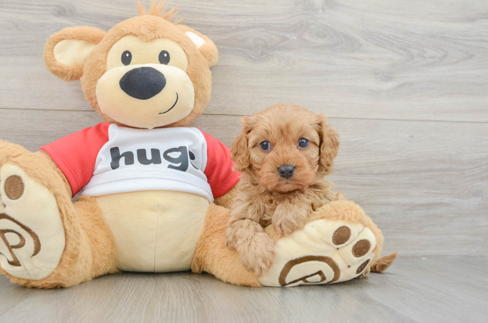 7 week old Cavapoo Puppy For Sale - Lone Star Pups