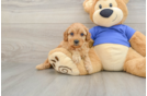 Fluffy Cavapoo Poodle Mix Pup
