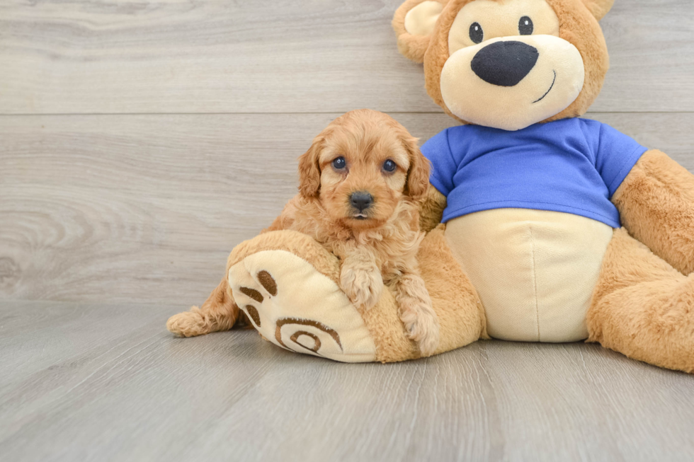 Fluffy Cavapoo Poodle Mix Pup