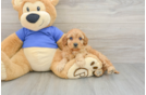 Best Cavapoo Baby