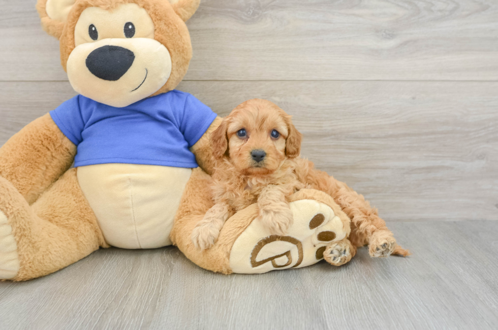 7 week old Cavapoo Puppy For Sale - Lone Star Pups