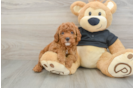 Cute Cavapoo Baby