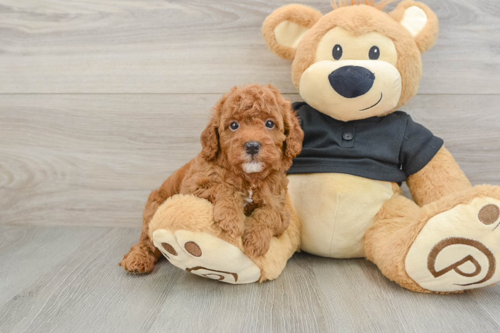 Cute Cavapoo Baby