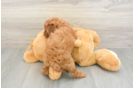 Cavapoo Puppy for Adoption