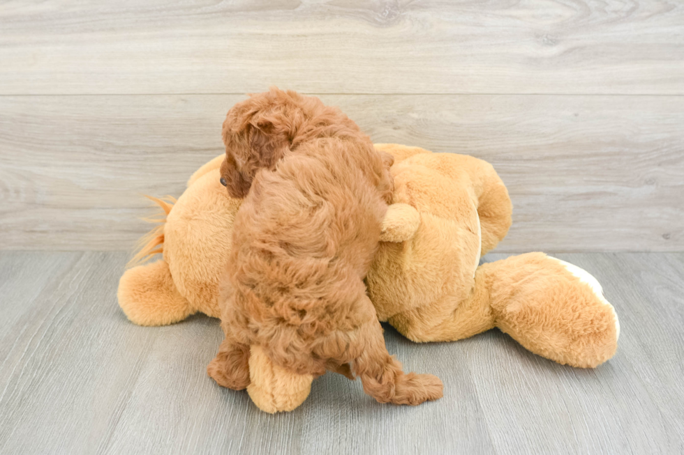 Cavapoo Puppy for Adoption