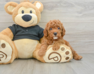 8 week old Cavapoo Puppy For Sale - Lone Star Pups