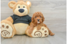 Best Cavapoo Baby