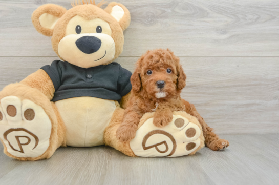 Best Cavapoo Baby