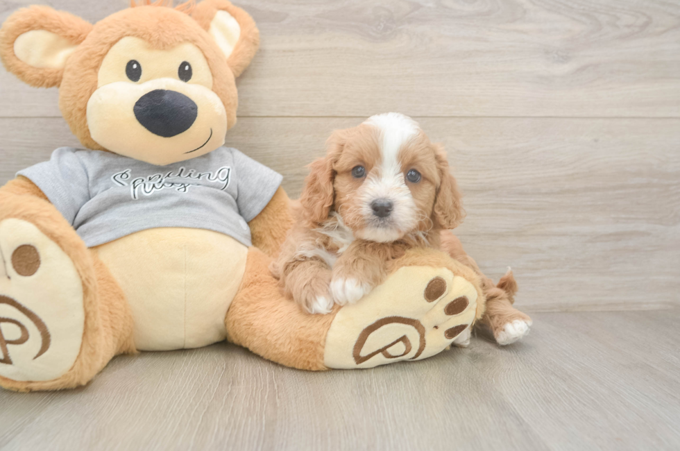 6 week old Cavapoo Puppy For Sale - Lone Star Pups