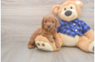 Smart Cavapoo Poodle Mix Pup
