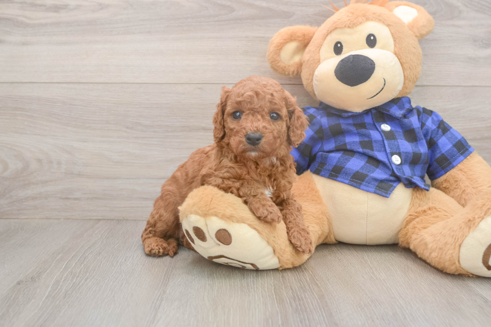 Smart Cavapoo Poodle Mix Pup