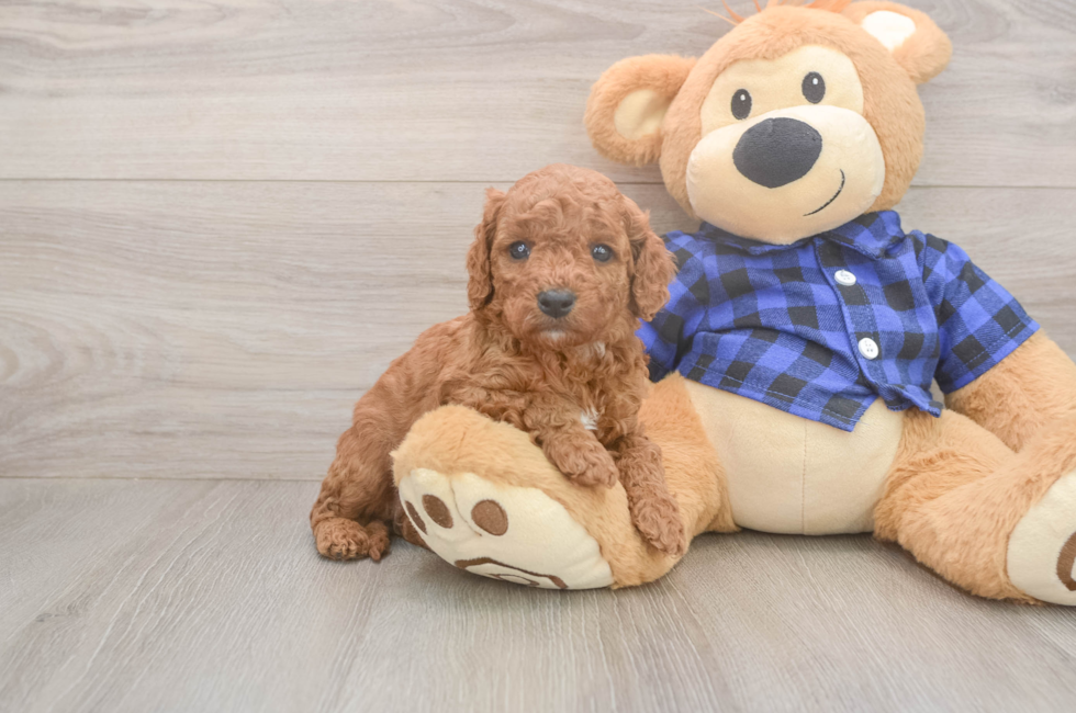 5 week old Cavapoo Puppy For Sale - Lone Star Pups