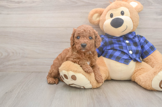 Smart Cavapoo Poodle Mix Pup