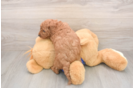 Cavapoo Pup Being Cute