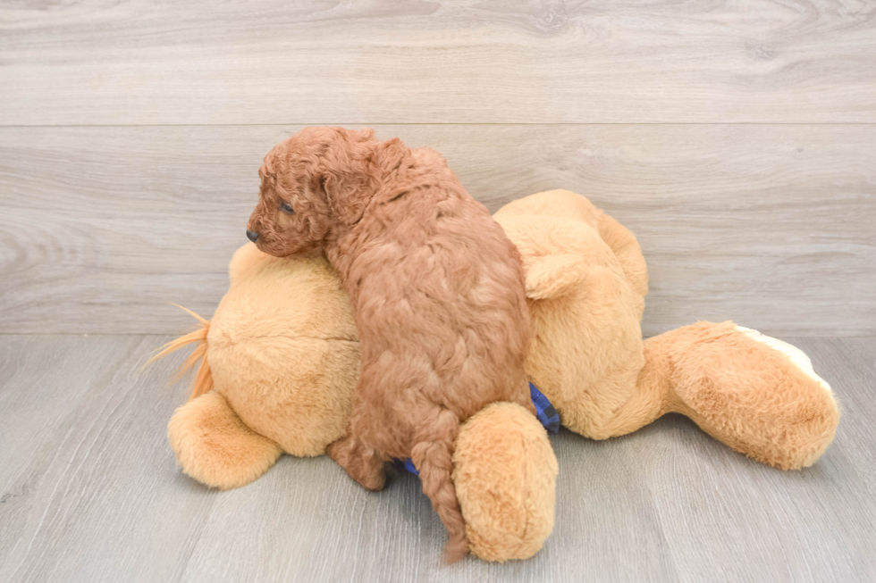 Cavapoo Pup Being Cute