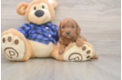 Cavapoo Puppy for Adoption