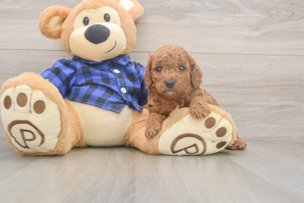 Cavapoo Puppy for Adoption
