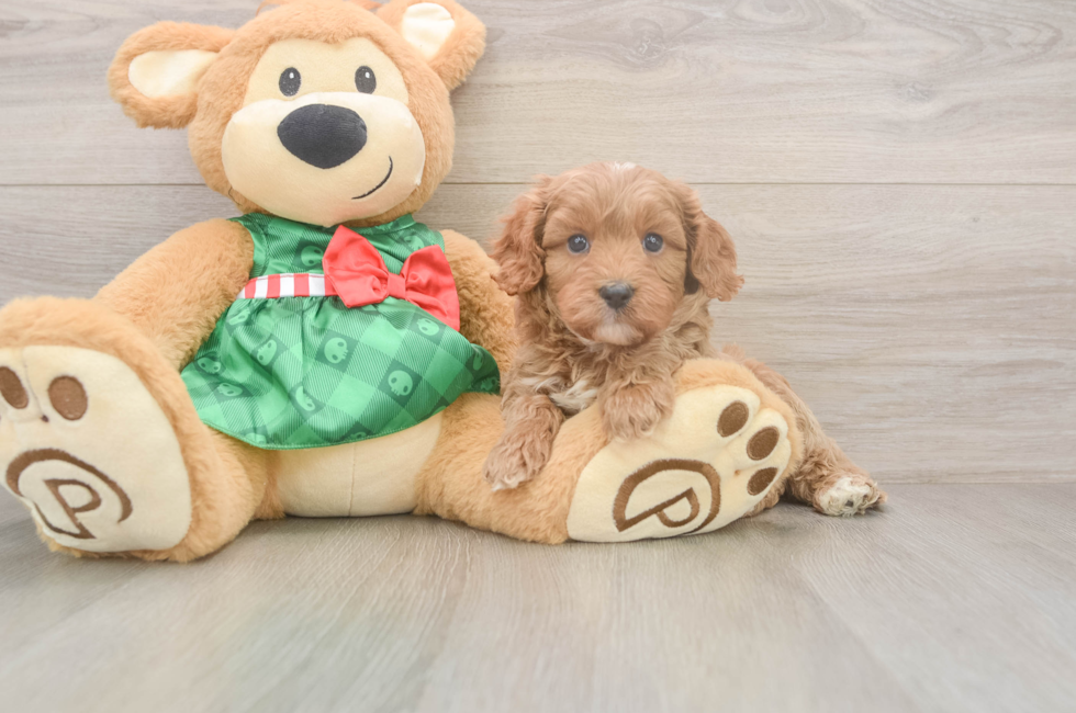 5 week old Cavapoo Puppy For Sale - Lone Star Pups