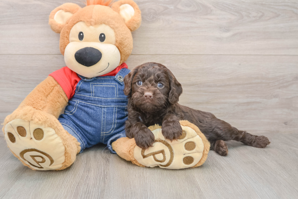 Little Cavipoo Poodle Mix Puppy