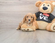 7 week old Cavapoo Puppy For Sale - Lone Star Pups
