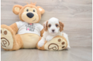 Cavapoo Puppy for Adoption