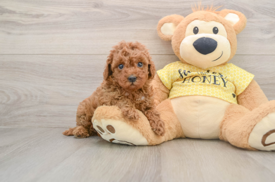 Cavapoo Puppy for Adoption