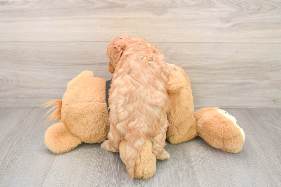 Best Cavapoo Baby