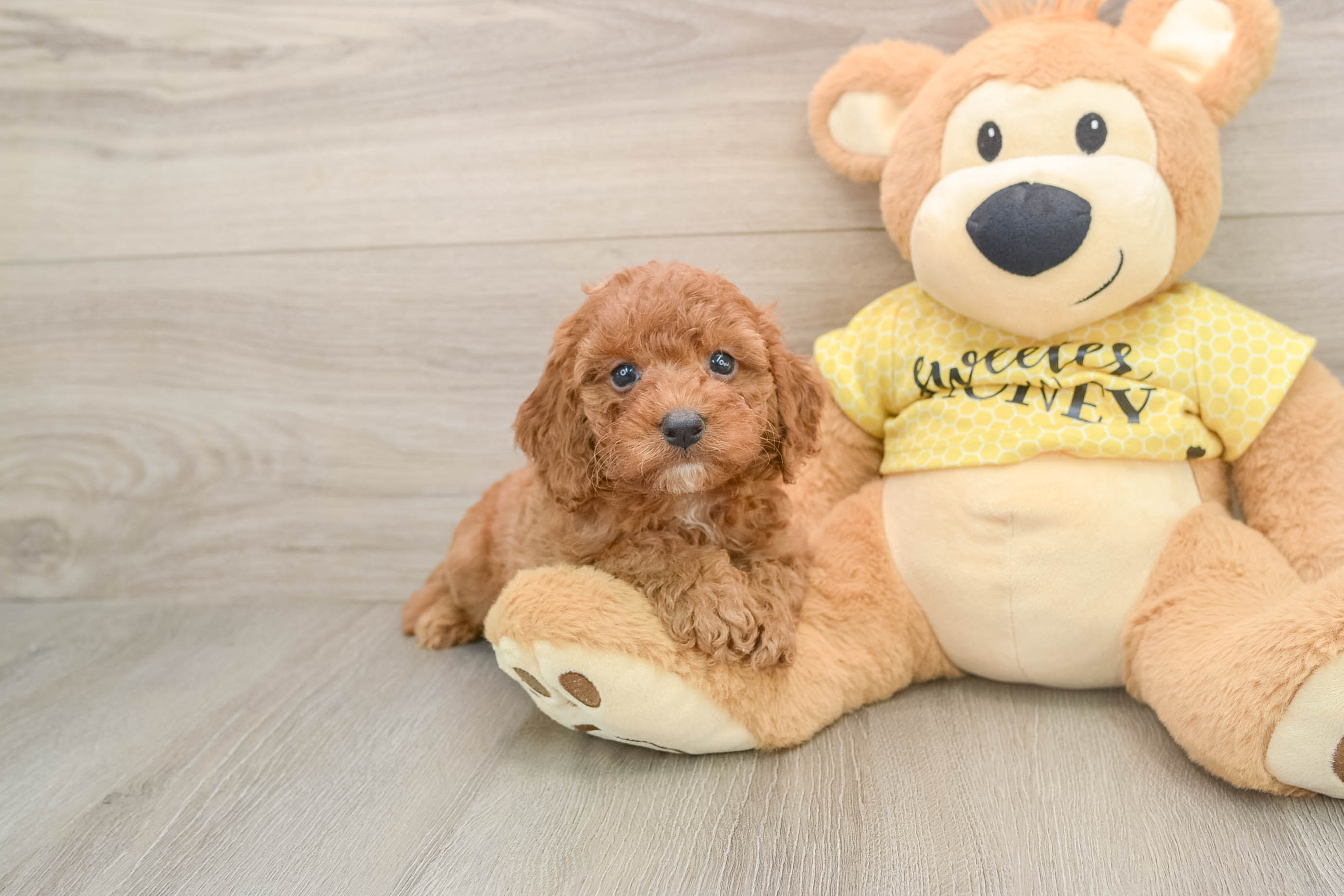 Cavapoo Pup Being Cute