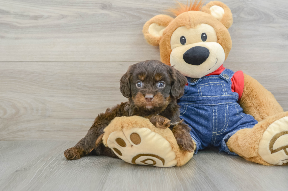 5 week old Cavapoo Puppy For Sale - Lone Star Pups