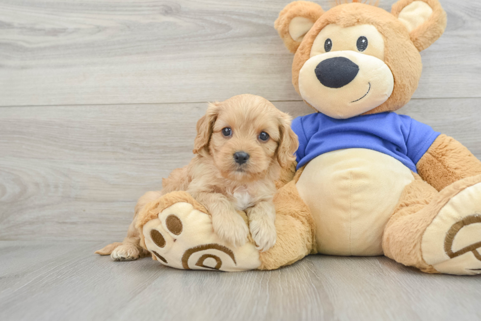 Funny Cavapoo Poodle Mix Pup