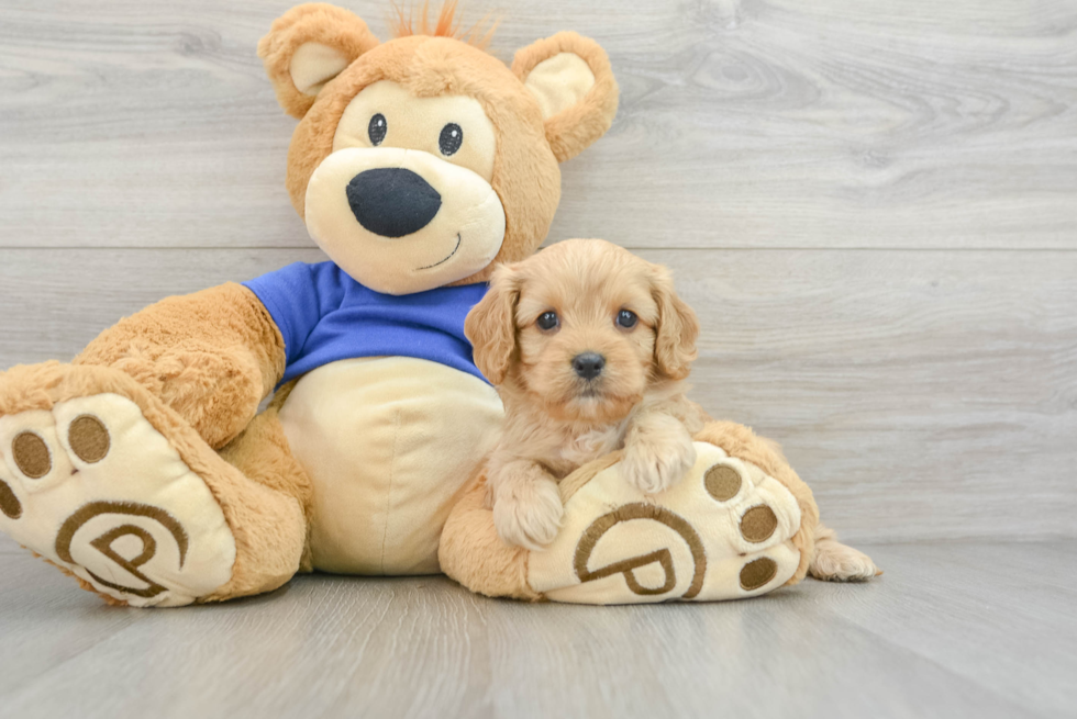 Happy Cavapoo Baby