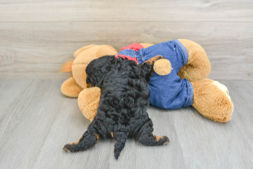 Energetic Cavoodle Poodle Mix Puppy