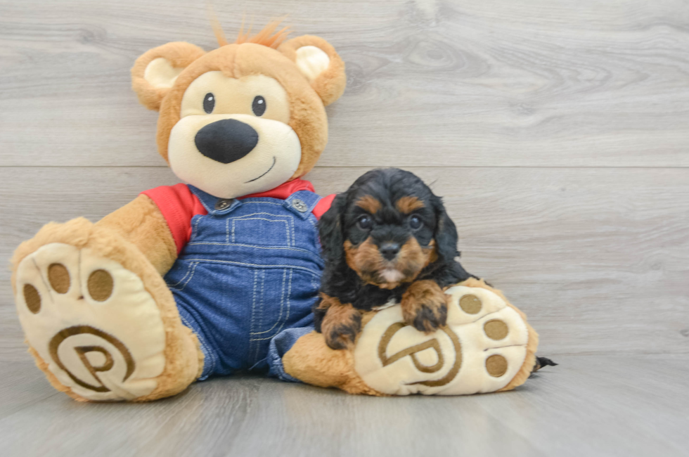 5 week old Cavapoo Puppy For Sale - Lone Star Pups