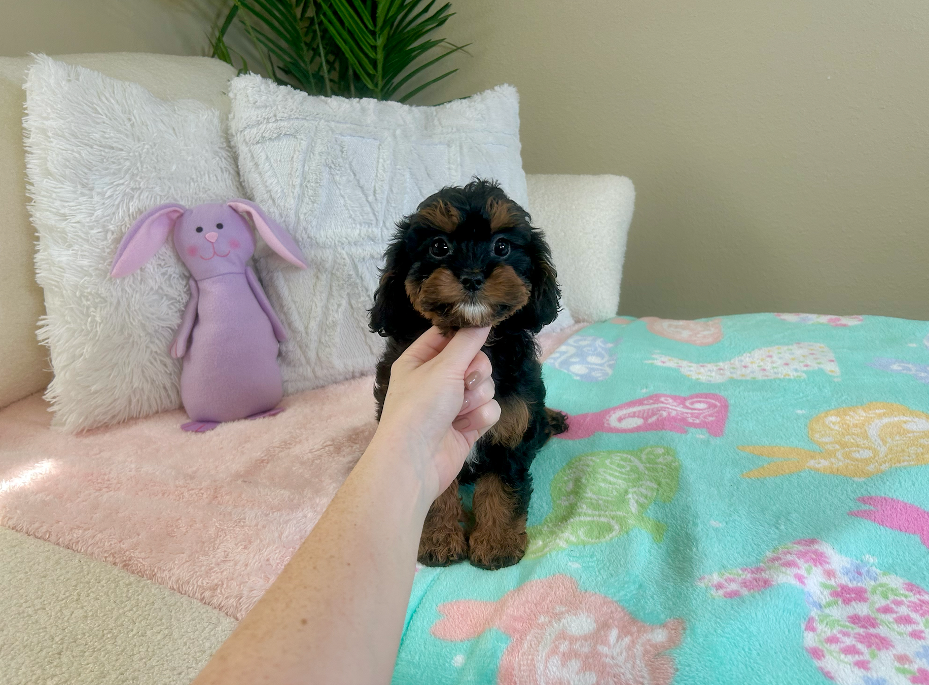 Best Cavapoo Baby