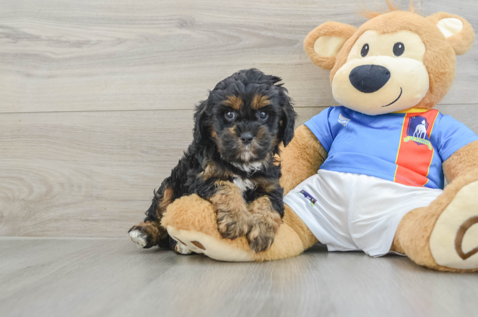 6 week old Cavapoo Puppy For Sale - Lone Star Pups
