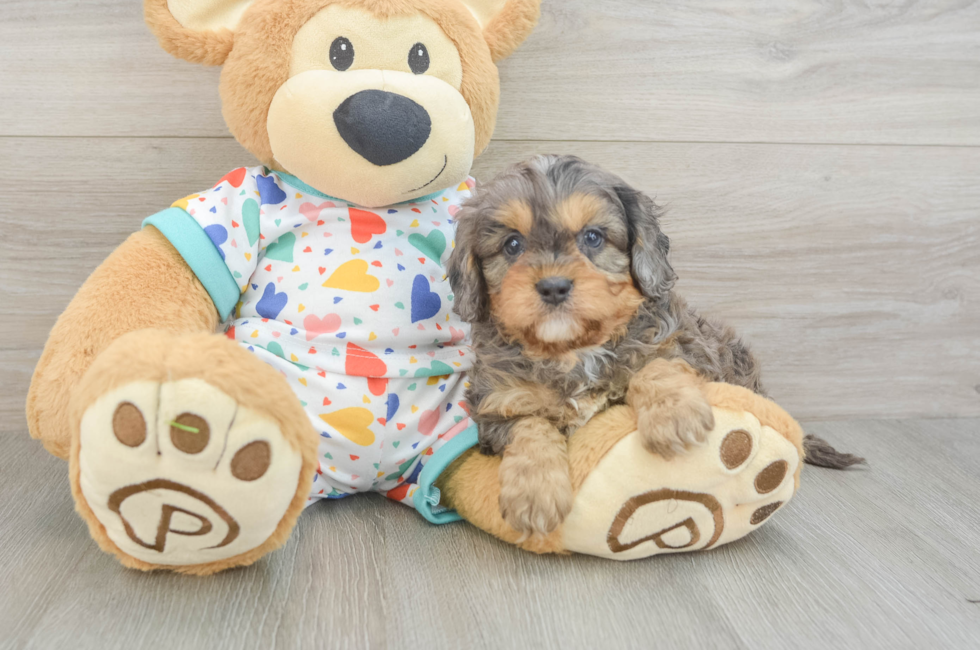 6 week old Cavapoo Puppy For Sale - Lone Star Pups