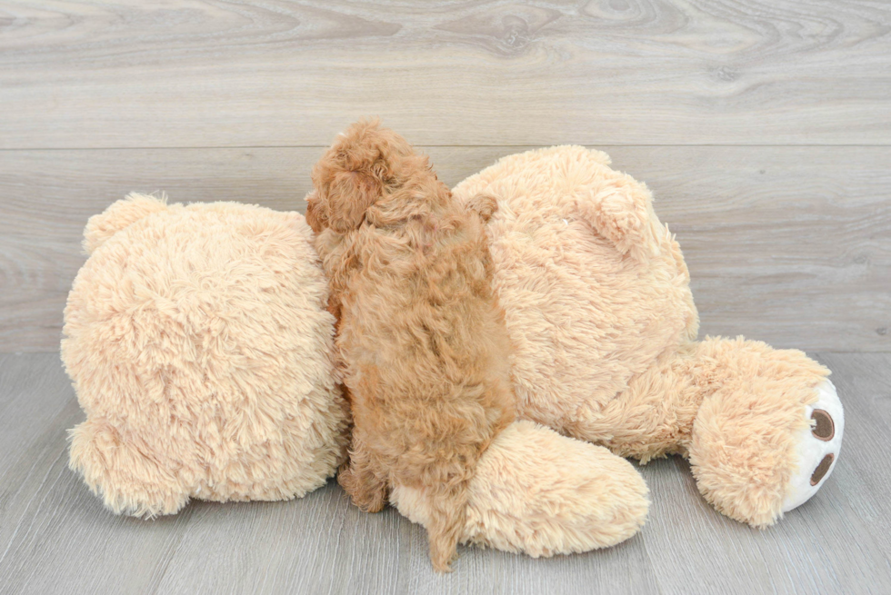 Cavapoo Puppy for Adoption